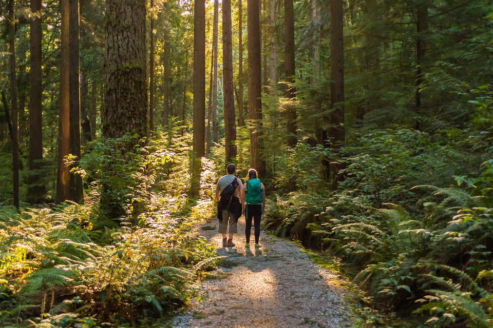 A Walk Above the Trees