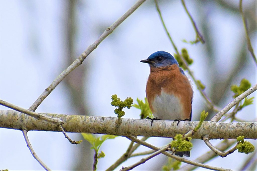 Eastern Bluebird perched on a branch