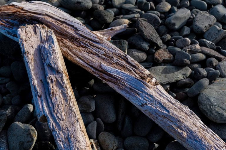 Pink-coloured driftwood at Louisbourg, NB