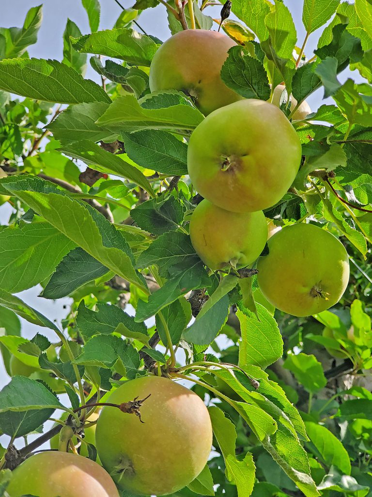 Apples on the tree