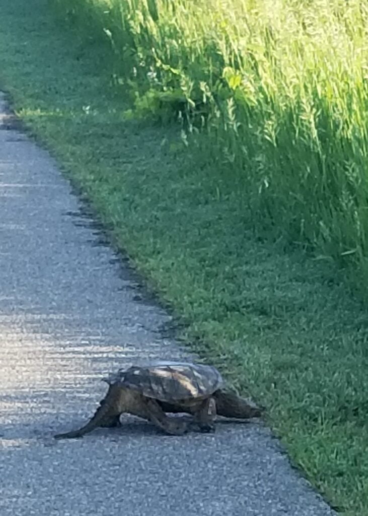 Snapping turtle crossing