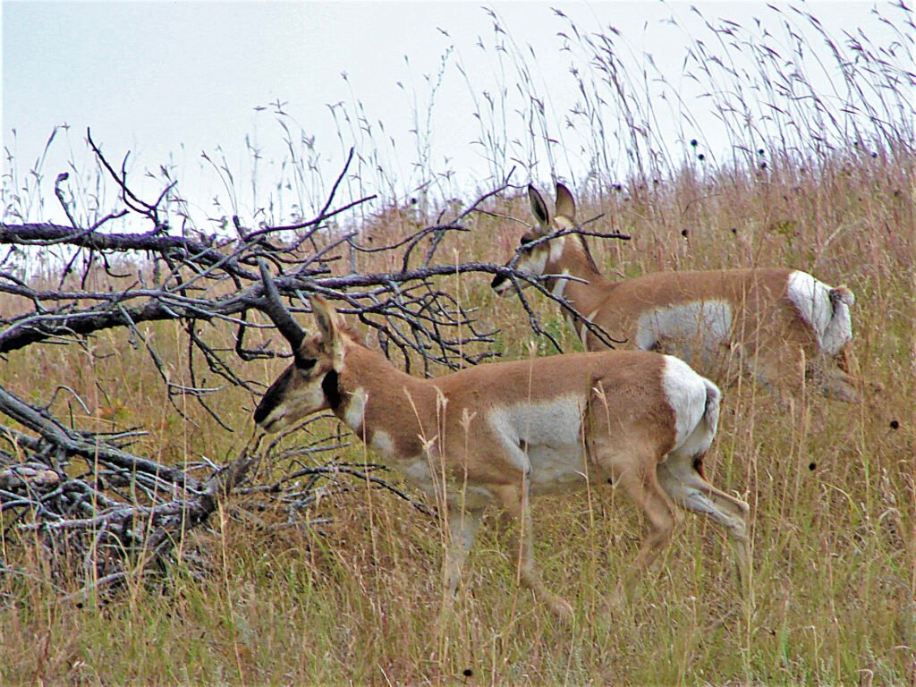 Pronghorn antelope sighting.