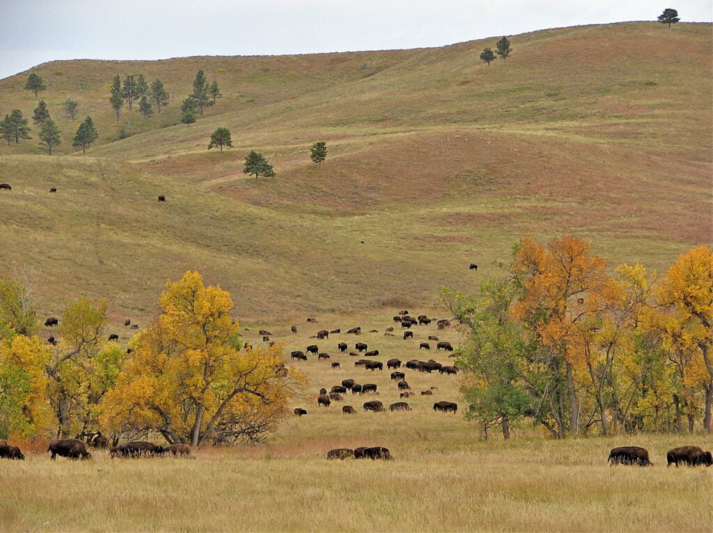 Bison on the Prairie.