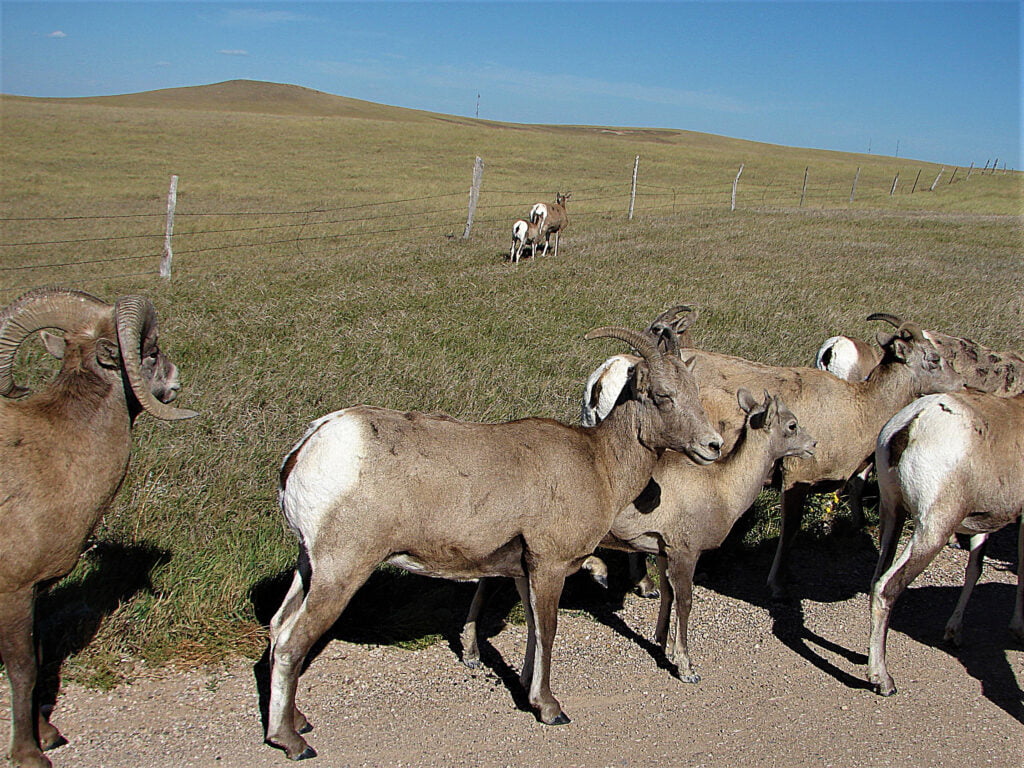 Mountain Goats blocking the road.