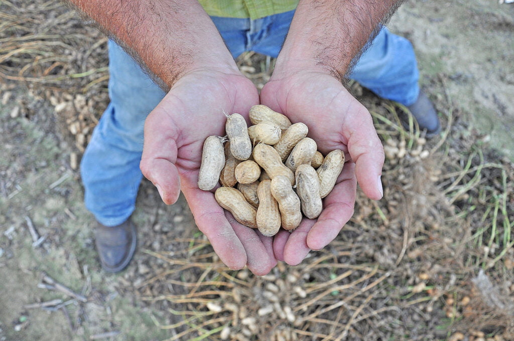 A handful of peanuts on one of the Southeast U.S. food trails.