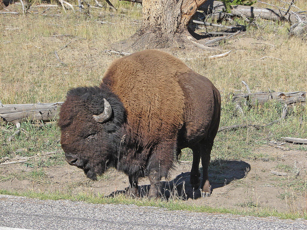 Bison at the side of the road in Yellowstone National Park