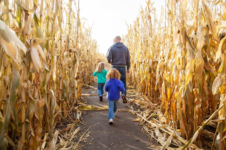 A father and two young children walking through a corn maze on a sunny Fall day.