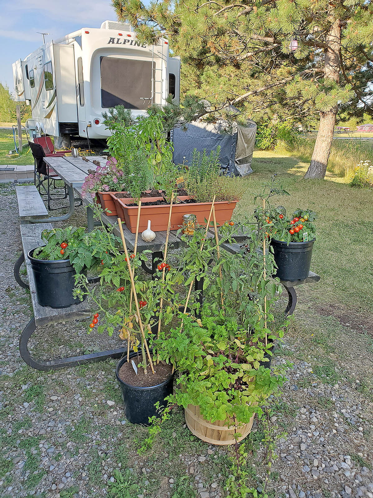 A vegetable garden with tomatoes, mint, garlic, and basil grows in planters beside a picnic table at a campground. Behind the vegetable garden is a camper trailer. 