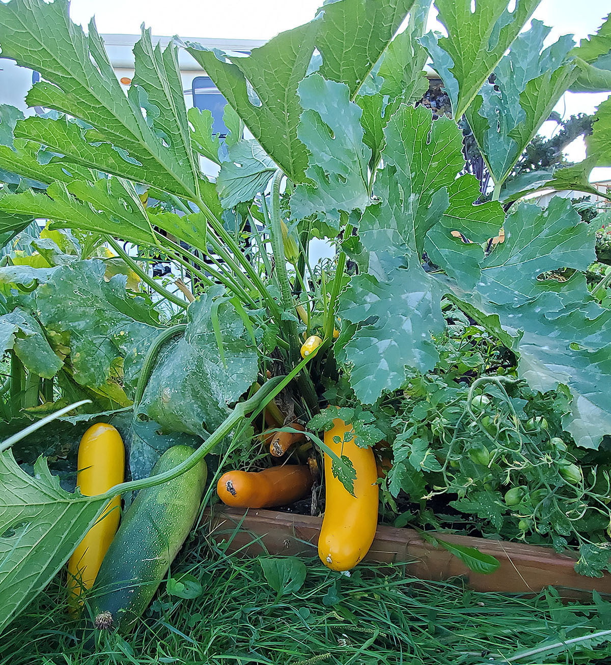 Yellow and green zucchini grow in a raised bed behind a camper trailer.