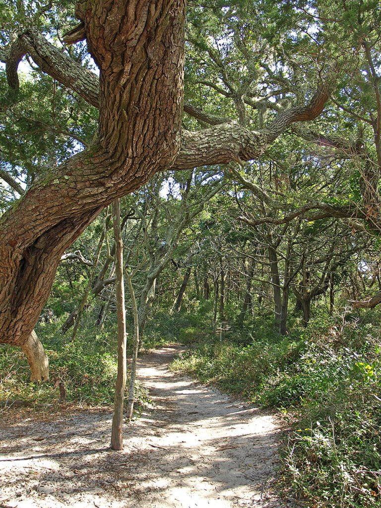 A winding trail at Springer’s Point in Ocracoke. Large, old trees shade the sandy path.
