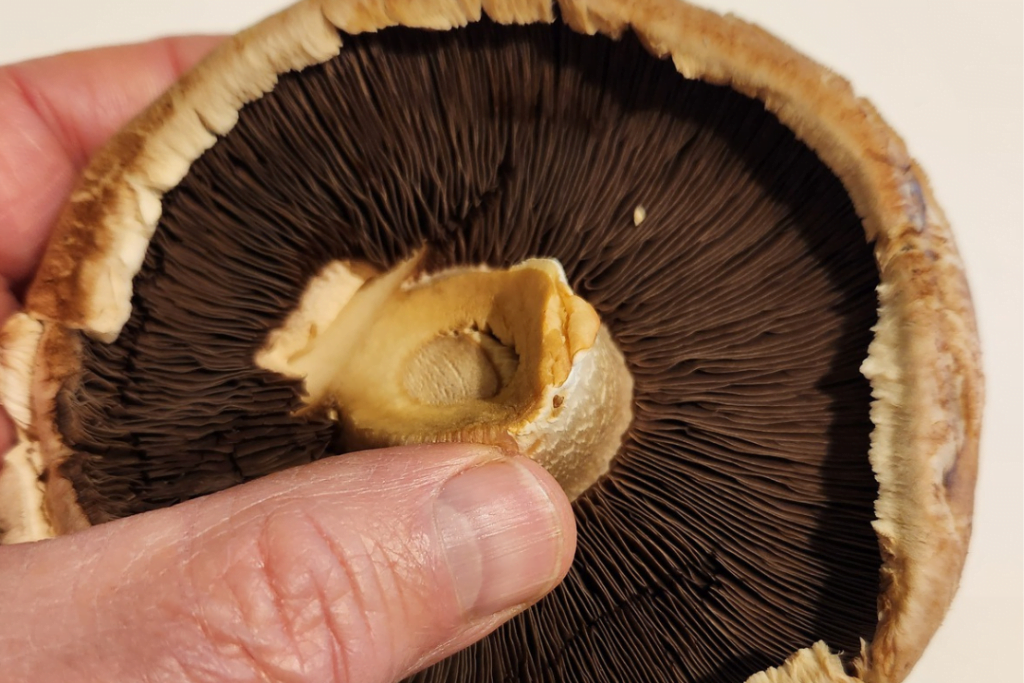 An up-close look at a portobello mushroom