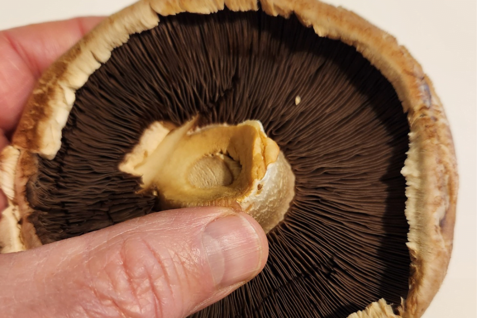 Cooking with Mushrooms: Roasted Portobello Mushroom Caps - Explorer RV Club