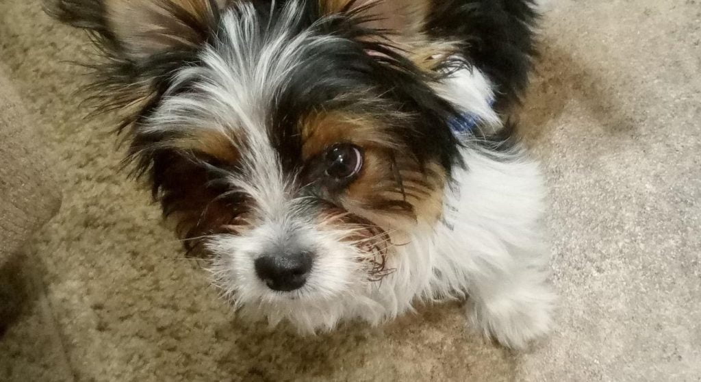 A small, black- and white-haired dog, with light brown around its eyes, looking directly up at the camera.