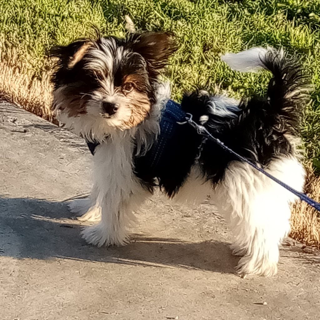 A small, black and white dog on a walk outside.