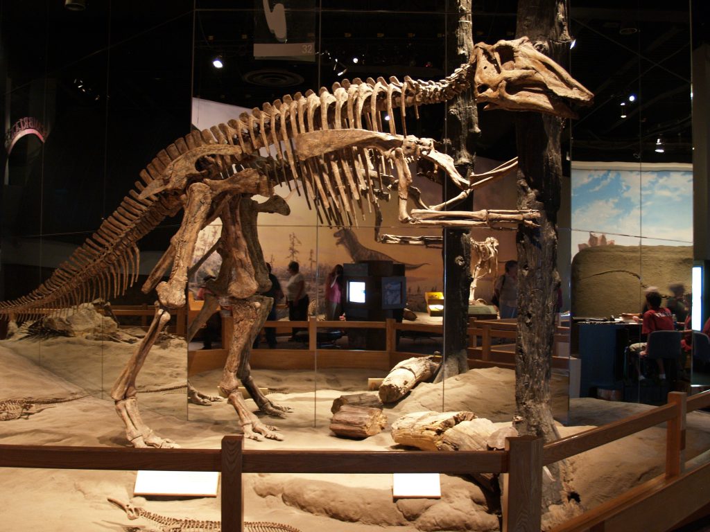 A dinosaur skeleton standing on the back legs.