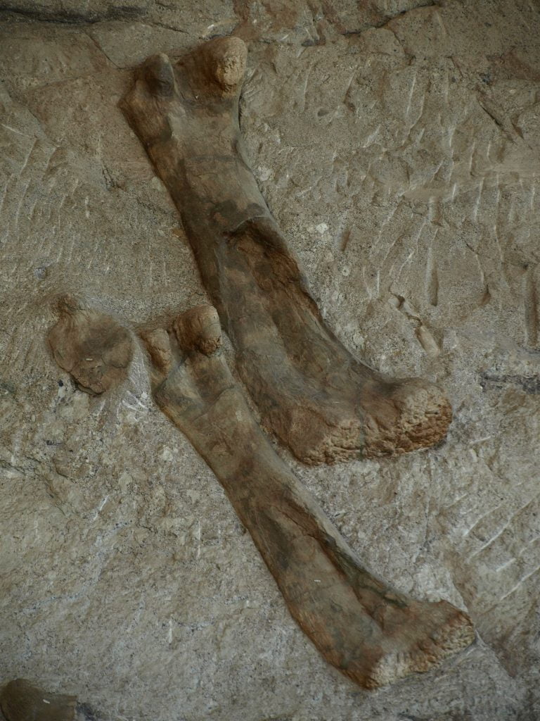 Two large dinosaur femurs protruding from a greyish brown rock.