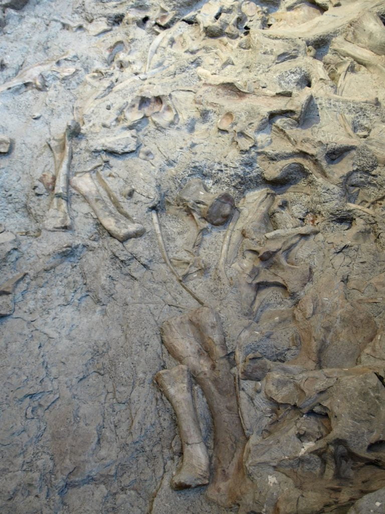 Large bones resembling legs, ribs and vertebrae protrude from greyish brown rock. 