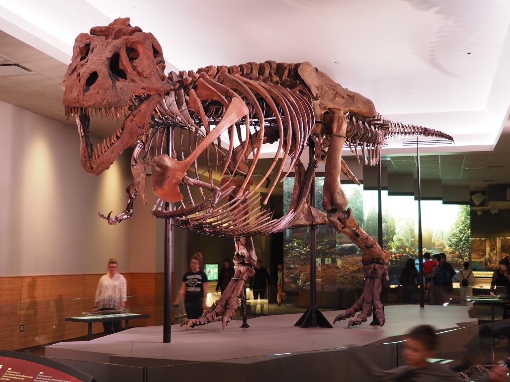 T-Rex bones on a museum exhibition.