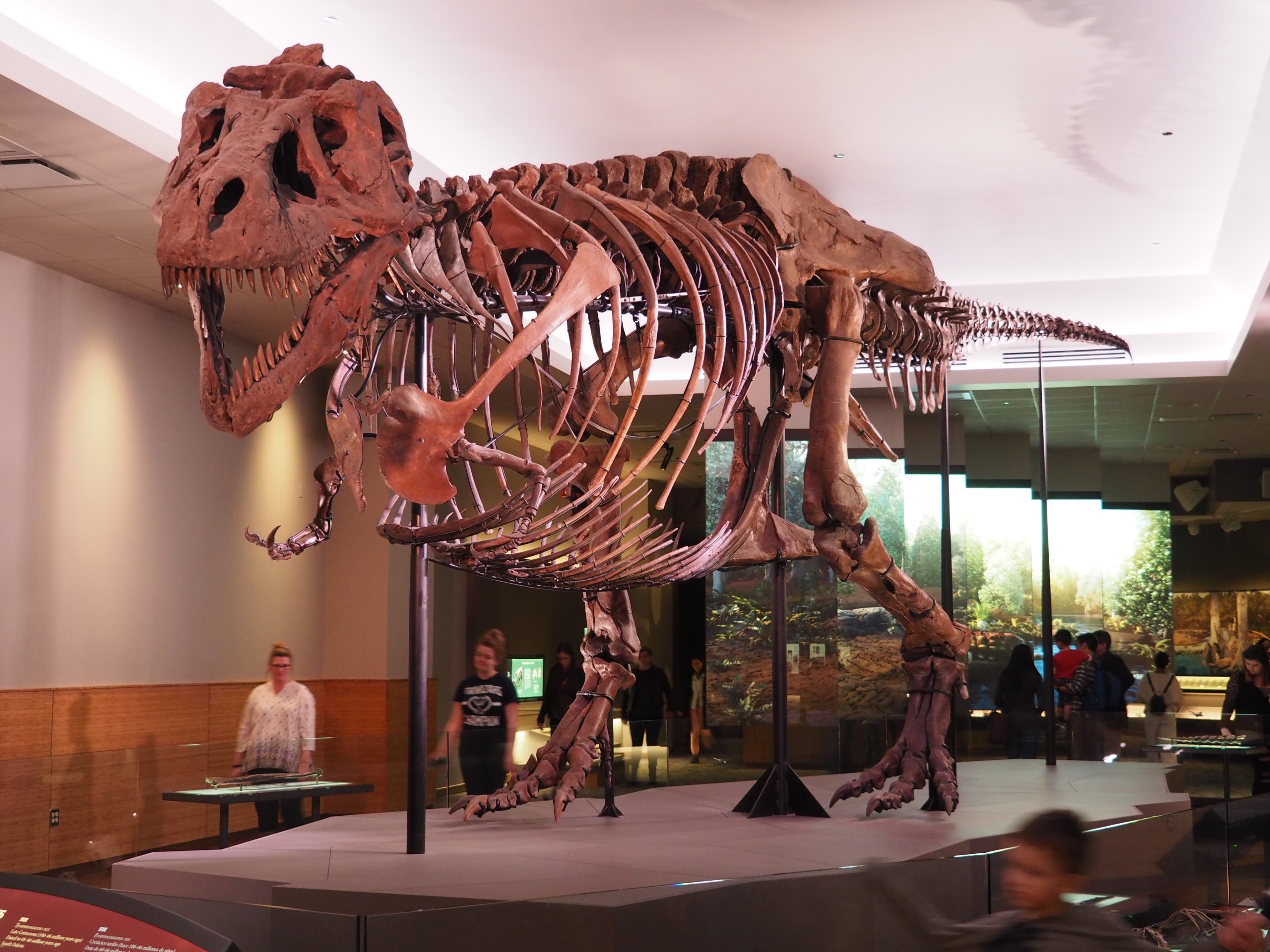 Tracking the Dinos and Digging for Fossils in Museums and Parks Across North America