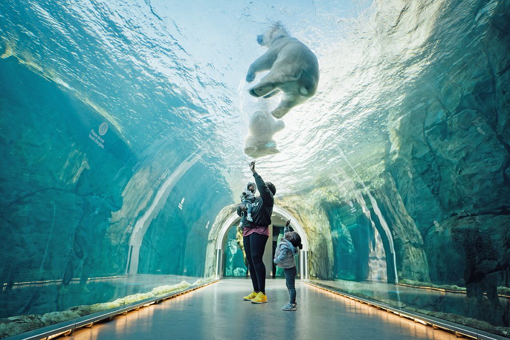 Underwater tunnel at the Assiniboine Park Zoo’s Journey to Churchill. 