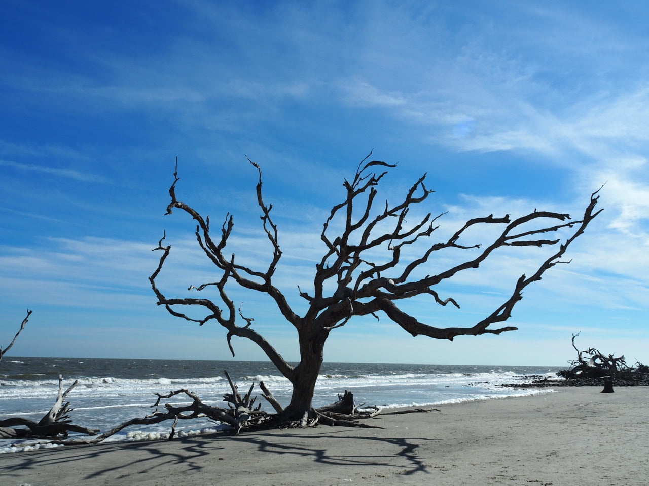 A stunning view of a length of beach with white caps in the background. In the foreground are majestic bunches of smooth driftwood.