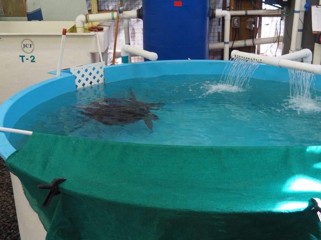 A large blue and green tank full of water with fresh water flowing into the tank from two small water fountains. A large, beautiful turtle can be seen.