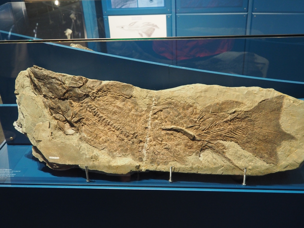 An image of a fossil of a fish from Miguasha
