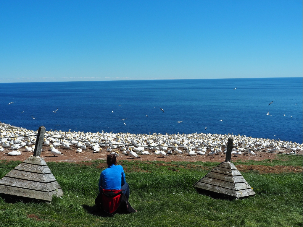 A woman kneeling down watching a colony of Northern Gannet mating pairs blanket the bedrock of the north point on the Bonaventure Island.