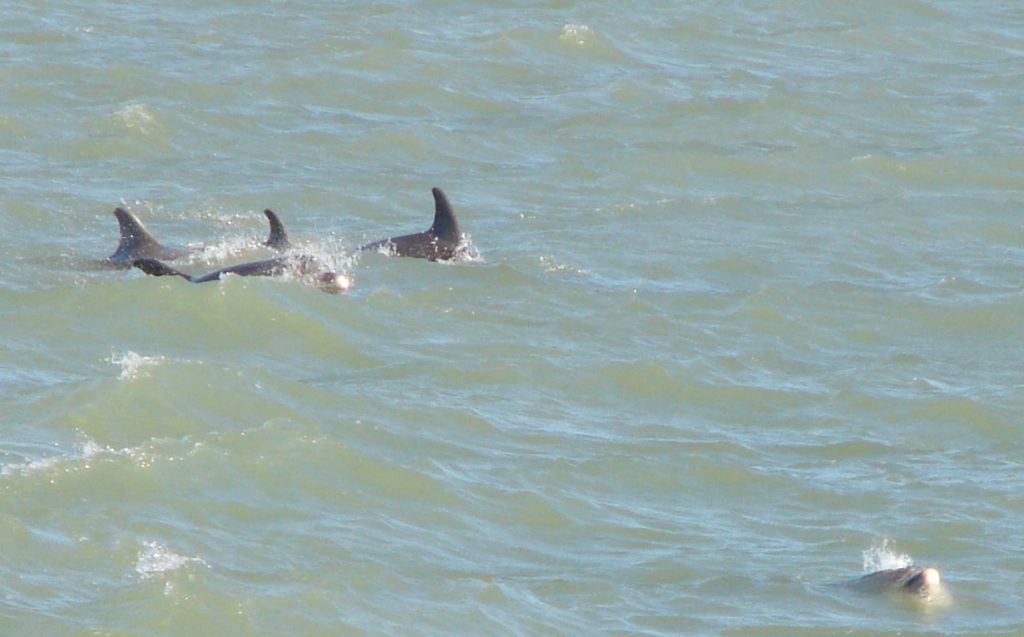 Dolphin’s swimming in the Ocean.