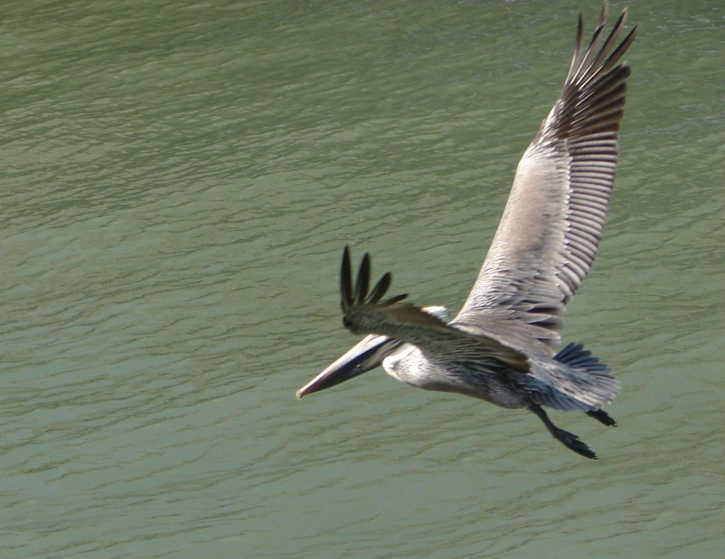 A pelican flying over open water.