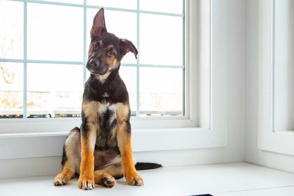 German shepherd sitting in front of window sill with its ear sticking up