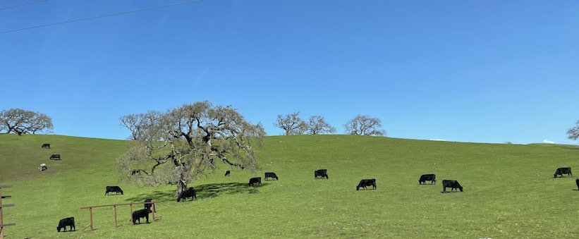 Hillside on Hwy 1 near Bodega Bay