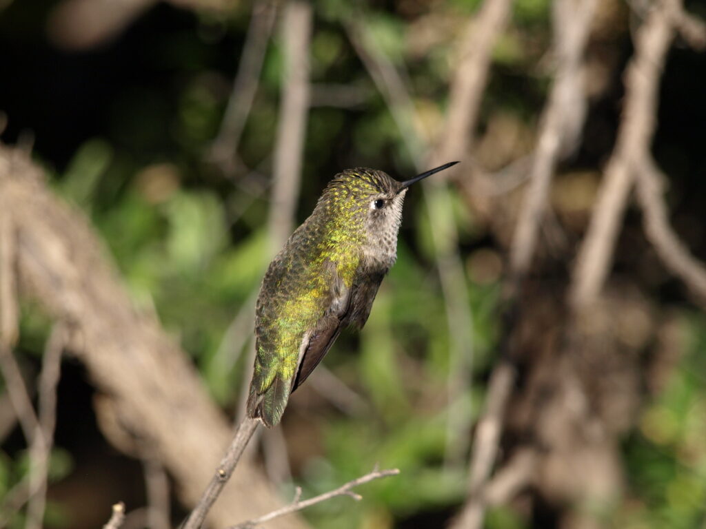 Bird perched on a branch in the Huachuca Mountains