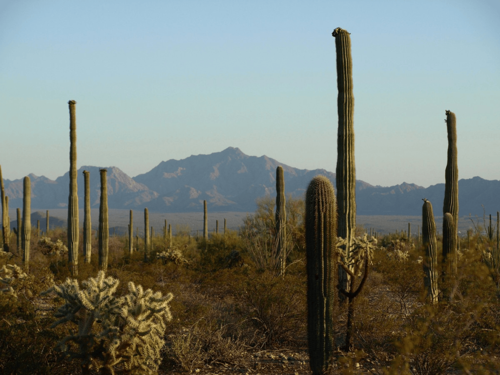 Organ pipe cacti in the Sonoran Desert