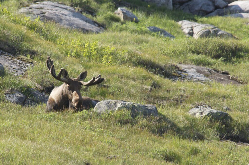 A moose with large, velvety antlers is lying down in a grassy field surrounded by rocks and patches of greenery.
