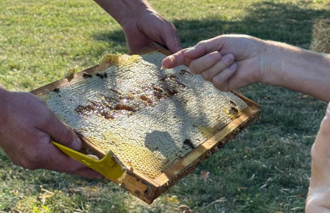 A person scooping Bee honey from a honeycomb with their finger.