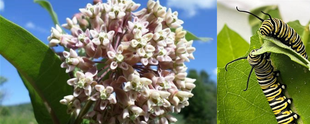 Image of a Common Milkweed and Monarch Butterfly Caterpillar side-by-side.