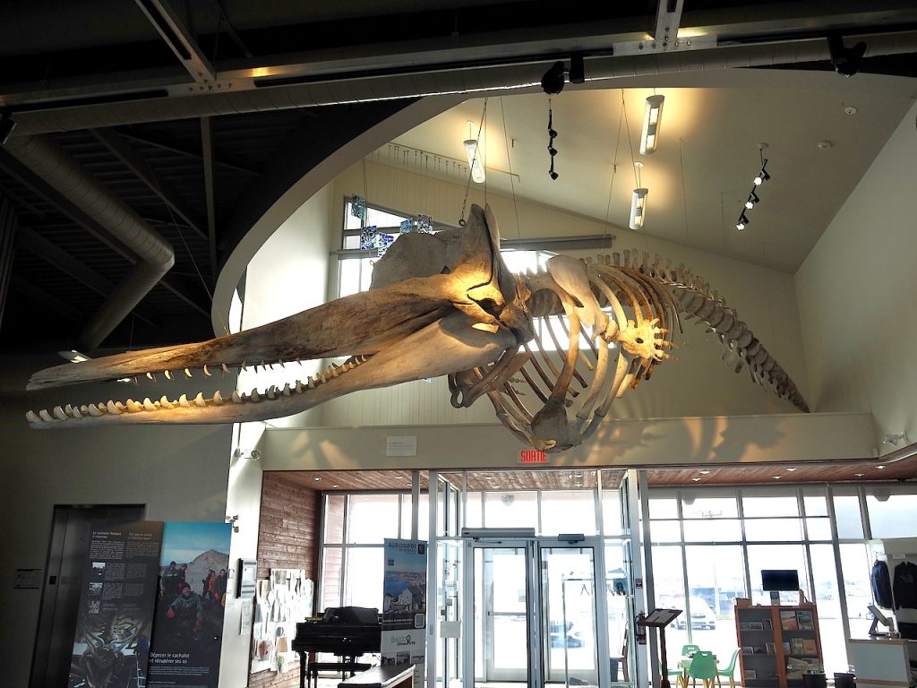 A large skeleton of a sperm whale hangs from the ceiling in the lobby of the Musée de la Mer on Îles de la Madeleine.