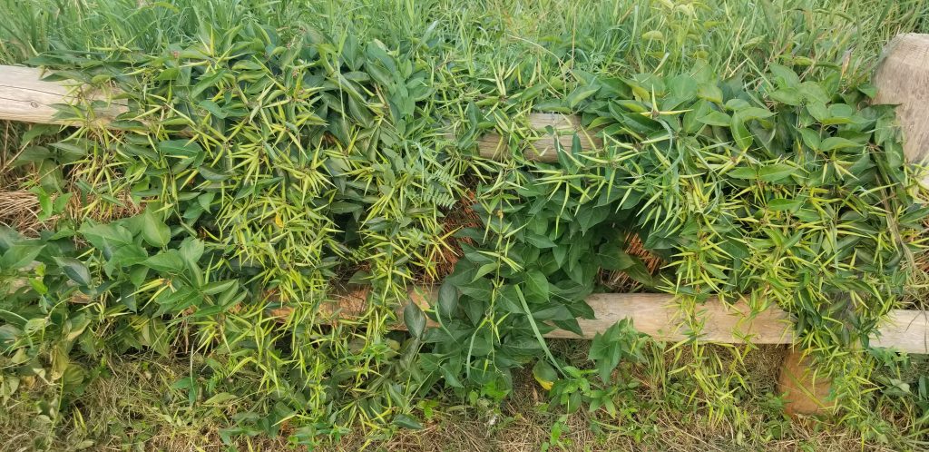 Image of the dog-strangling vine on the side of a road.