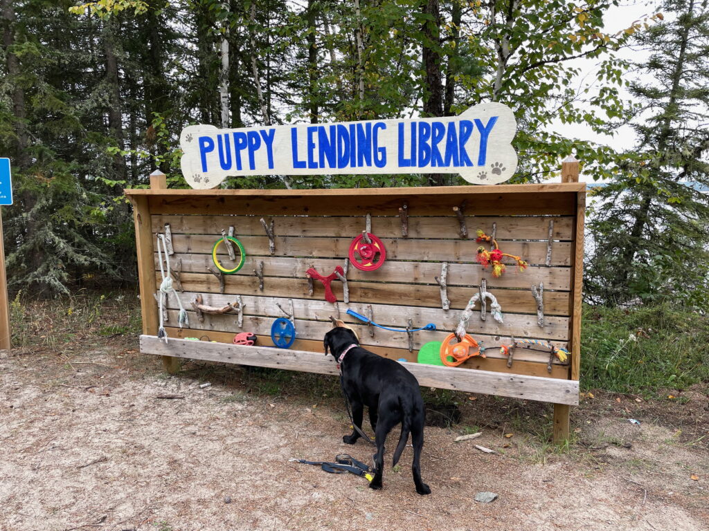 A black lab is standing in front of the Puppy Lending Library at Ivanhoe Lake Provincial Park.