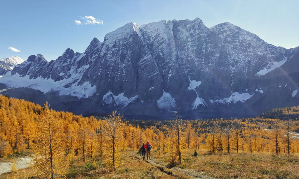 Kootenay Rockies landscape with golden larch trees in British Columbia